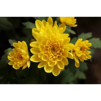 Chrysanthemum Plant
